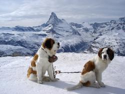 Professional St. Bernards. They won't rescue you, but they'll pose for pictures.
